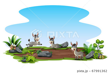 Group of donkey playing on the field 67991362