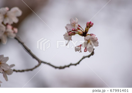 アップの桜の花びらと蕾と枝 67991401