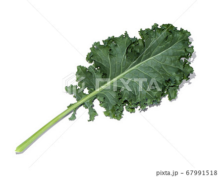 Close up kale leaves on white background. Close up kale leaves on white background. 67991518
