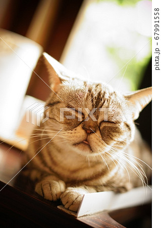 猫の寝顔 猫の寝顔 67991558