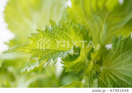 紫蘇 67991648