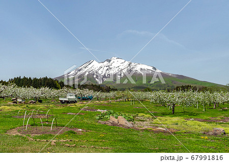 【青森県弘前市岩木山麓】残雪光る岩木山とりんごの花満開のりんご園 【青森県弘前市岩木山麓】残雪光る岩木山とりんごの花満開のりんご園 67991816