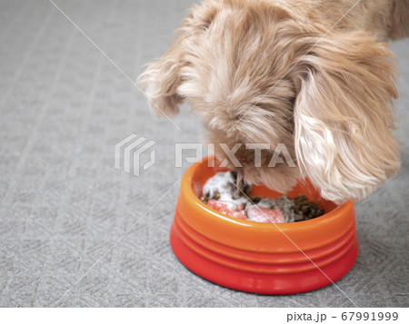 ドッグボウルに入った犬ごはんを食べる可愛い小型犬 マルプー の写真素材