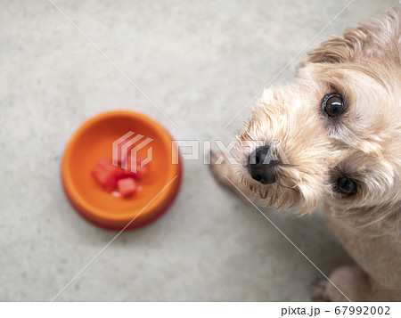 ドッグボウルに入ったペットフードを食べたいかわいい小型犬【マルプー】 67992002