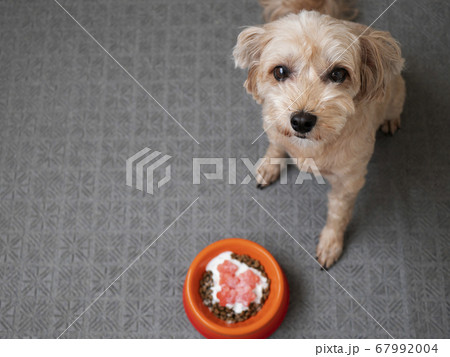 ドッグボウルに入ったペットフードを食べたいかわいい小型犬 マルプー の写真素材