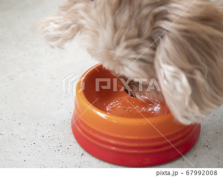 ドッグボウルに入った手作りの犬ごはんを食べる可愛い小型犬（マルプー） 67992008