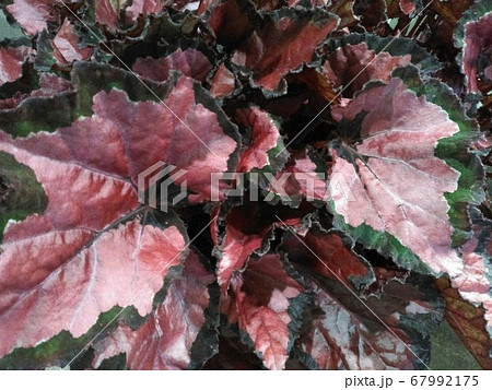 コーラルベル Coral Bells ヒューケラHeuchera 67992175
