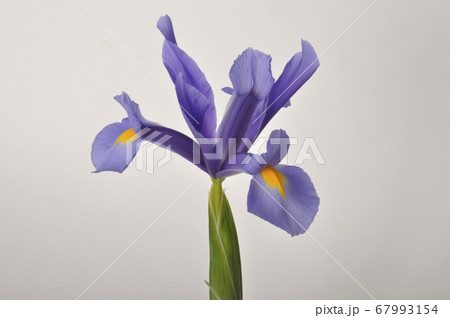 leaf iris in sword on a white background 67993154