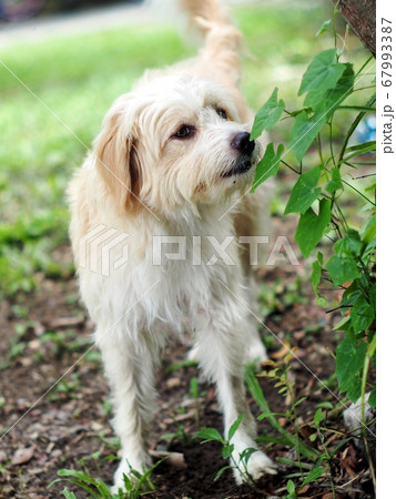lovely dirty long hairy white fur cute happy dog playing in a farm on green grass floor under natural sunlight 67993387