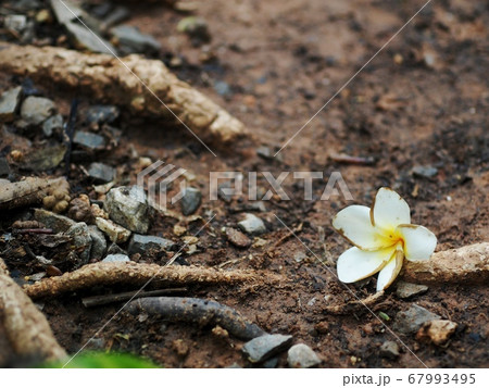 Frangipani, Plumeria, Templetree exotic aroma smell BALI style spa flowers falling on brown dark garden ground earth floor in the morning after a rainy nigh for sadness colour mood backdrop background Frangipani, Plumeria, Templetree exotic aroma smell BALI style spa flowers falling on brown dark garden ground earth floor in the morning after a rainy nigh for sadness colour mood backdrop background 67993495