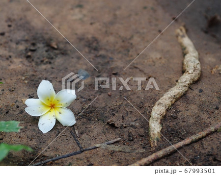 Frangipani, Plumeria, Templetree exotic aroma smell BALI style spa flowers falling on brown dark garden ground earth floor in the morning after a rainy nigh for sadness colour mood backdrop background Frangipani, Plumeria, Templetree exotic aroma smell BALI style spa flowers falling on brown dark garden ground earth floor in the morning after a rainy nigh for sadness colour mood backdrop background 67993501