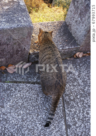 足利織姫神社_男坂_石階段の所にいた猫 足利織姫神社_男坂_石階段の所にいた猫 67993715