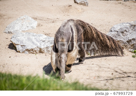 adult sun bear ant walking and searching for food 67993729