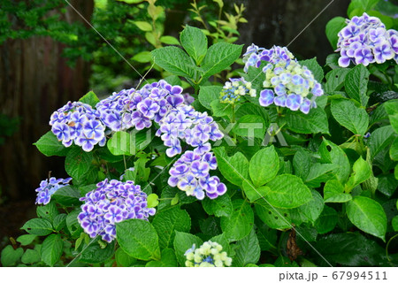 パンジーの花の様な紫陽花 パンジーの花の様な紫陽花 67994511