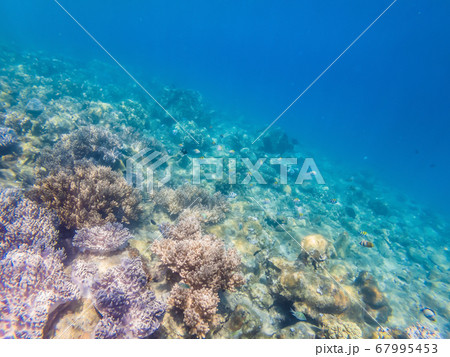 Wonderful and beautiful underwater world with corals and tropical fish Wonderful and beautiful underwater world with corals and tropical fish 67995453