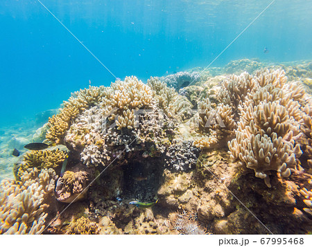 Wonderful and beautiful underwater world with corals and tropical fish Wonderful and beautiful underwater world with corals and tropical fish 67995468