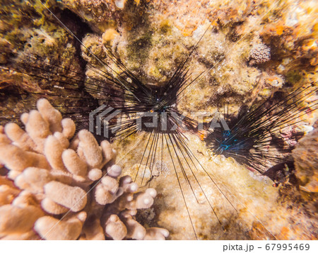 Wonderful and beautiful underwater world with corals and tropical fish Wonderful and beautiful underwater world with corals and tropical fish 67995469