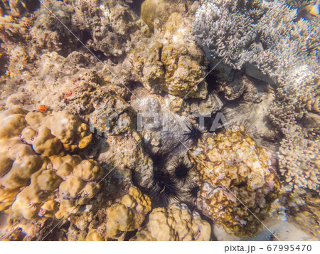 Wonderful and beautiful underwater world with corals and tropical fish 67995470