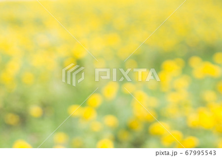 background Abstract blue beautiful Yellow marigold flower 67995543