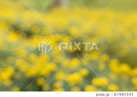 background Abstract blue beautiful Yellow marigold flower background Abstract blue beautiful Yellow marigold flower 67995545