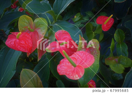 観葉植物 67995685