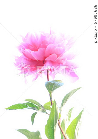 芍薬の花 67995686