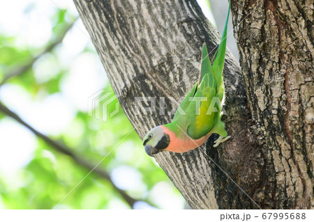 green Parrots in nature 67995688
