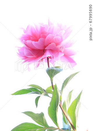 シャクヤクの花 67995690
