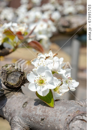 二十世紀梨の花 二十世紀梨の花 67995703