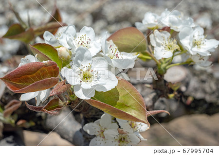 二十世紀梨の花 二十世紀梨の花 67995704