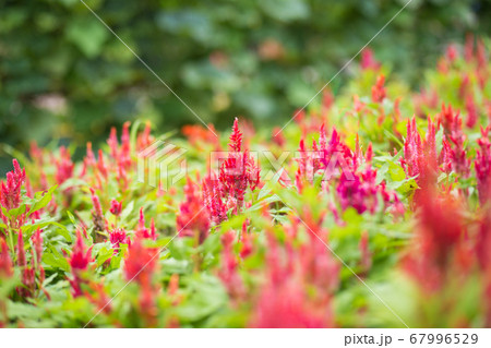 Many flowers Chinese Wool Flower Many flowers Chinese Wool Flower 67996529