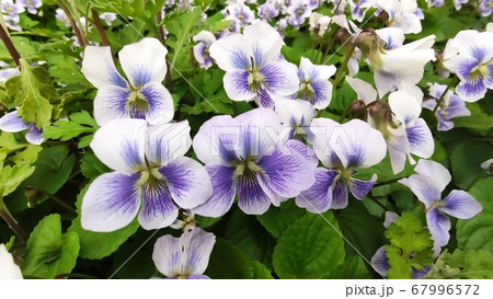 スミレ 花 植物の写真素材