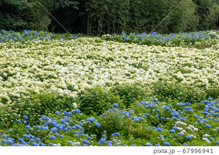 岩手県一関市みちのくあじさい園の紫陽花畑の写真素材