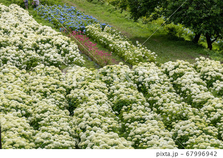 岩手県一関市みちのくあじさい園の紫陽花畑の写真素材