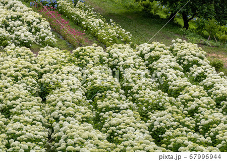 岩手県一関市みちのくあじさい園の紫陽花畑の写真素材