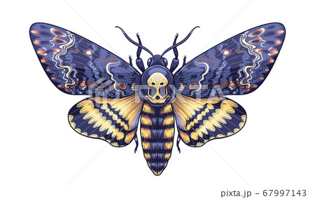 Vector Colored Acherontia Styx Butterfly Isolated 67997143