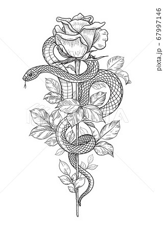 Vector Twisted Snake And Rose On High Stemのイラスト素材