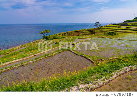 （石川県）田植の済んだ、白米千枚田　朝 67997187