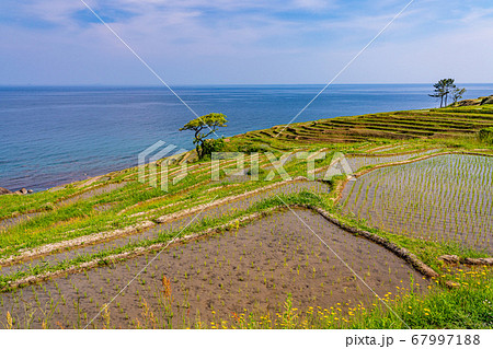 (石川県)田植の済んだ、白米千枚田 朝 (石川県)田植の済んだ、白米千枚田 朝 67997188