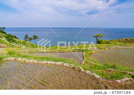 (石川県)田植の済んだ、白米千枚田 朝 (石川県)田植の済んだ、白米千枚田 朝 67997189