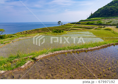 （石川県）田植の済んだ、白米千枚田　朝 67997192