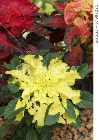 黄色いハゲイトウ 黄色いハゲイトウ 67997231