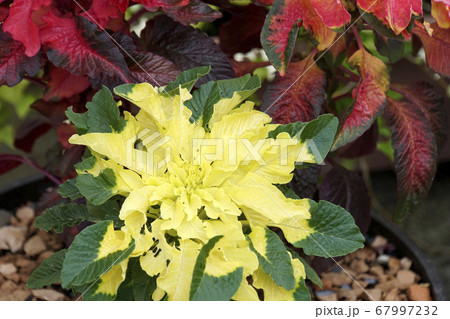黄色いハゲイトウ 黄色いハゲイトウ 67997232