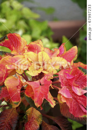 赤いハゲイトウ 赤いハゲイトウ 67997233