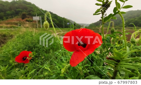 ケシ ヒナゲシ 植物 67997803