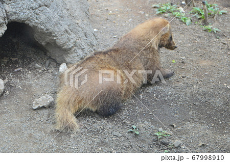 ニホンアナグマ(上野動物園/東京都台東区上野公園) ニホンアナグマ(上野動物園/東京都台東区上野公園) 67998910