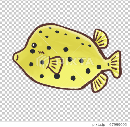 R:もっとメルヘンな水族館 ミナミハコフグB 67999093