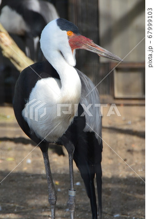 ホオカザリヅル（上野動物園／東京都台東区上野公園） 67999103