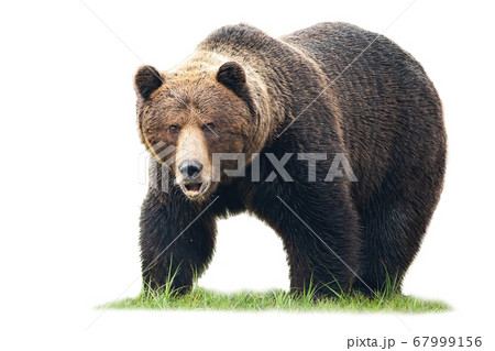Brown bear standing on green grass and looking into camera isolated on white 67999156
