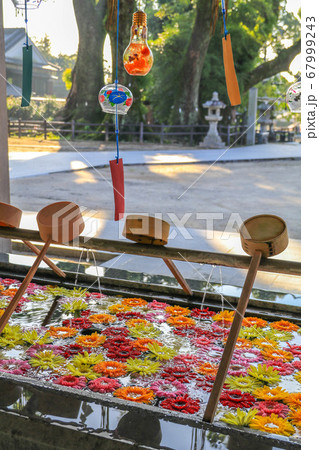 福岡・春日神社の花手水 福岡・春日神社の花手水 67999243